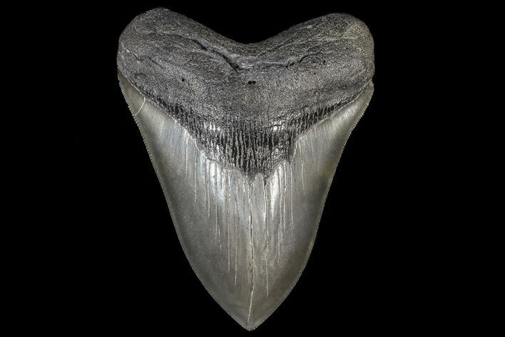 Serrated, Megalodon Tooth - Beautiful Enamel #69763